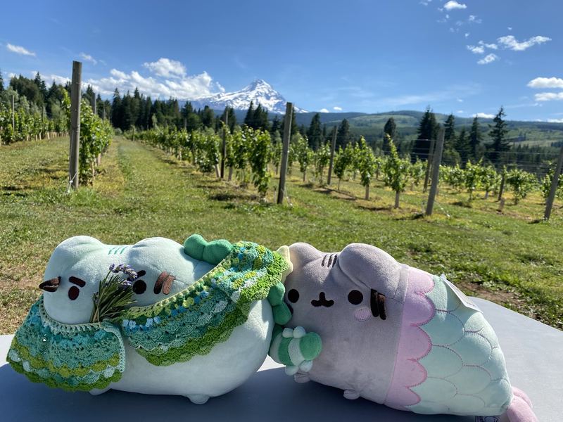 Pusheeno with a sprig of lavender and Mersheen side by side in a vineyard, with Mount Hood on the horizon