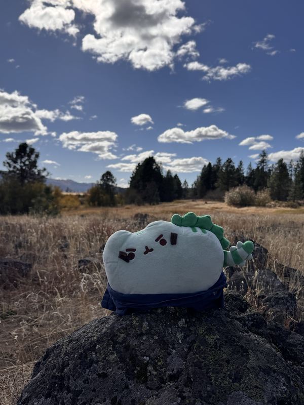 Pusheeno perched on a lava rock in a dry meadow, with pines and mountains behind