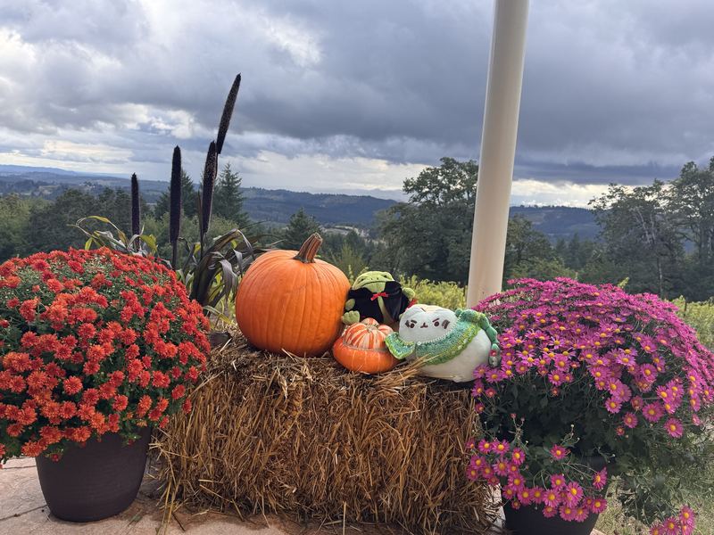 Pusheeno and Ricky, a frog in a cape, on a hay bale between pots of chrysanthemums, hills behind