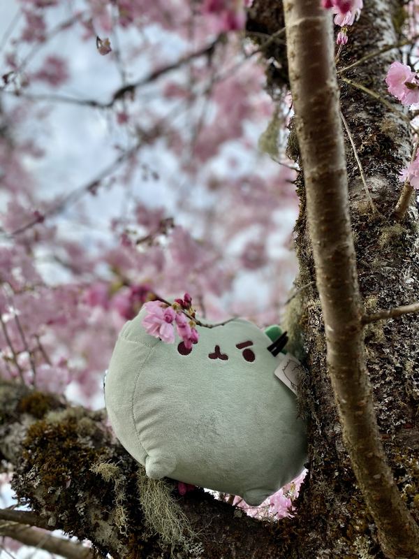Pusheeno wedged in the mossy fork of a cherry tree in full pink blossom